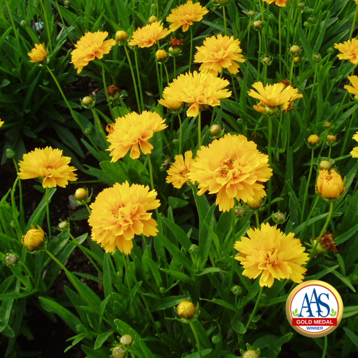 Coreopsis Early Sunrise (Gold Medal) - 1989 AAS Flower Winner