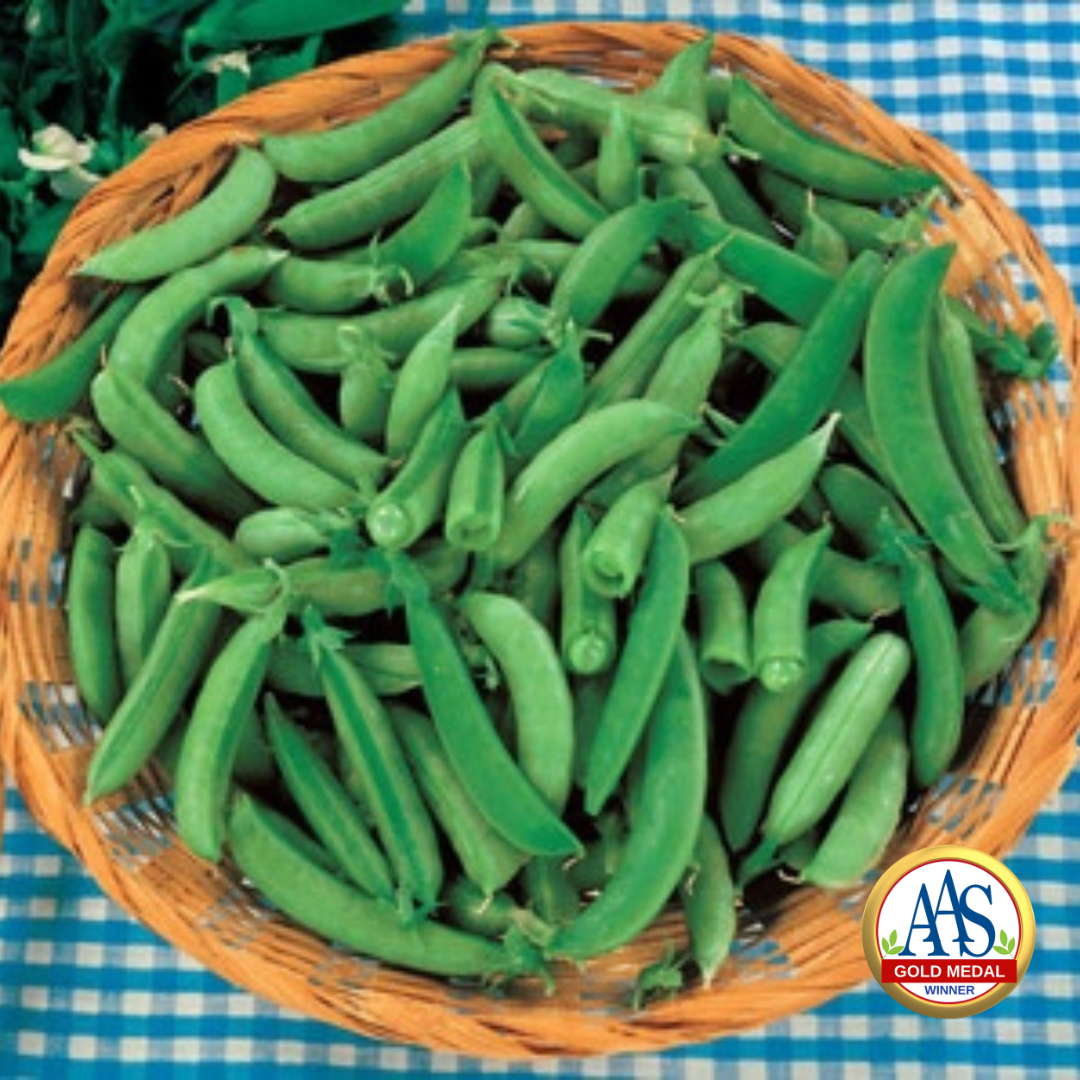 Pea Sugar Snap - A Gold Medal AAS Winner