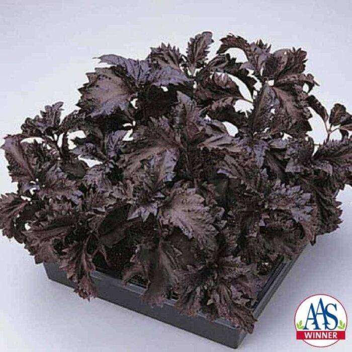Basil Purple Ruffles