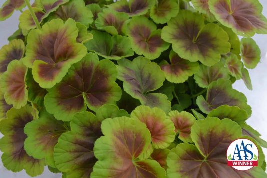 This 2016 AAS Winner, Geranium Brocade Fire, has unique bicolor foliage with a nonstop display of semi-double orange flowers that gives it an exceptional look in any garden.