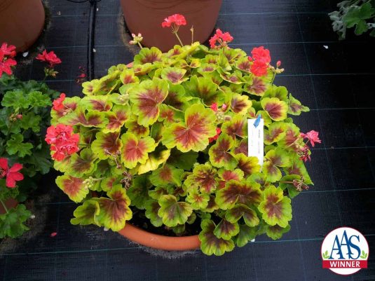 This 2016 AAS Winner, Geranium Brocade Fire, has unique bicolor foliage with a nonstop display of semi-double orange flowers that gives it an exceptional look in any garden.