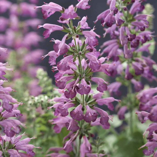 The unique flower color of dusty lavender purple is a delight in the garden and flower containers as well as a major attractor of pollinators including bees, butterflies, and hummingbirds.