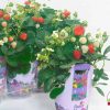 Strawberry Delizz® F1 2016 AAS Vegetable Award Winner What’s not to like about our first ever AAS strawberry winner Strawberry Delizz® F1? These vigorous strawberry plants are easy to grow, from seed or transplant, and produce an abundant harvest throughout the growing season.