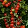Tomato Candyland Red AAS Edible - Vegetable Winner Tomato Currant tomatoes are smaller in size than cherry-type and are ready to “pop” in your mouth straight from the garden.
