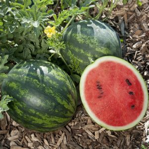 Watermelon Mini Love F1 AAS Vegetable Award Winner This personal-sized Asian watermelon is perfect for smaller families and smaller gardens.