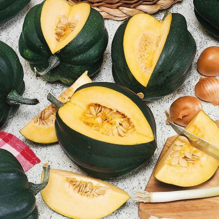 Squash Table King Bush from Eden Brothers - AAS Winner