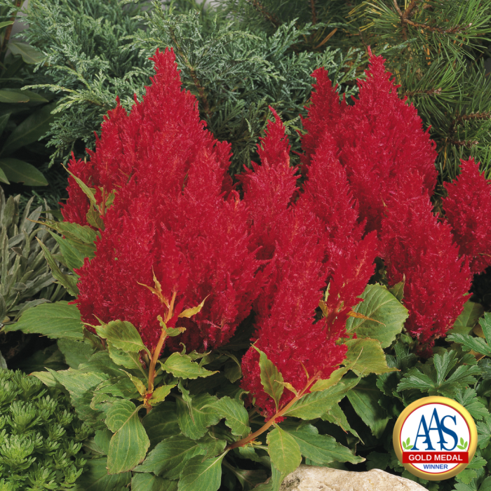 Celosia Fresh Look Red Gold Medal Winner