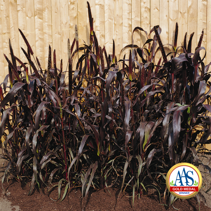 Ornamental Millet Purple Majesty F1 - 2003 AAS Flower Winner - "Tall, dark and handsome" describes this purple-leaved millet.