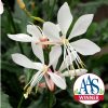 Gaura Sparkle White 2014 AAS Bedding Plant Award Winner Sparkle White gaura will bring a touch of airy elegance to the garden with its long slender stems sporting a large number of dainty white flowers tinged with a pink blush.