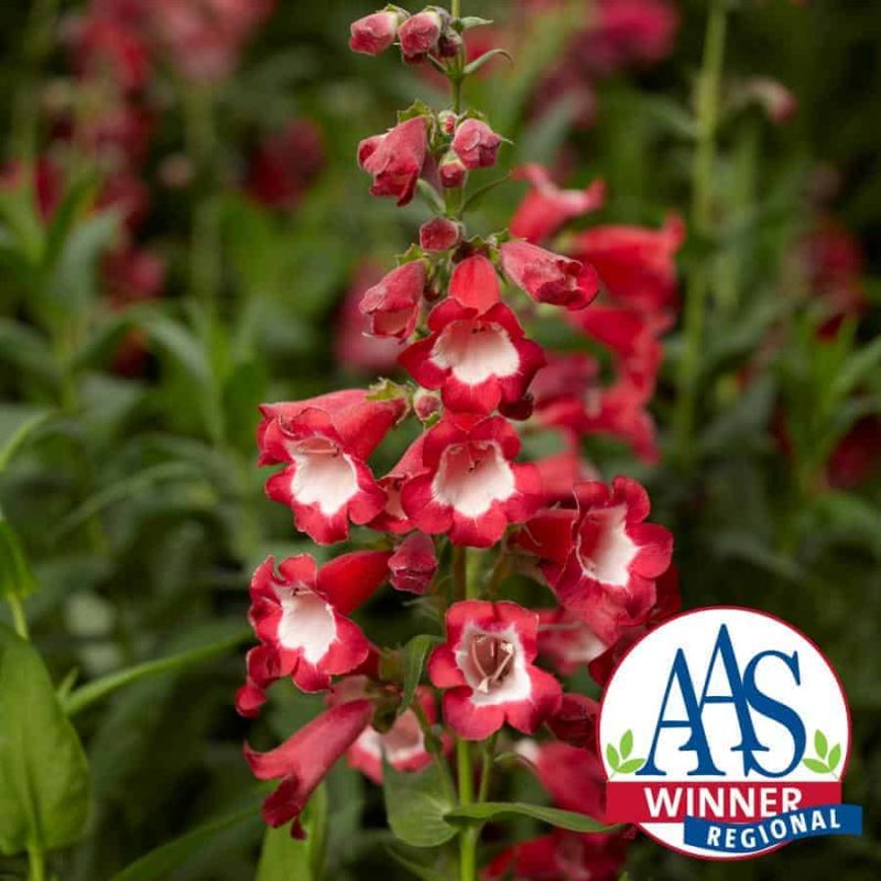 Penstemon Arabesque™ Red F1 2014 AAS Flower Award Winner Everything about Penstemon Arabesque™ Red F1 makes it essential for your garden!