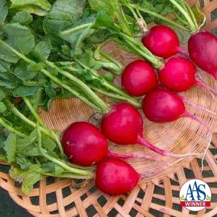 Radish Comet