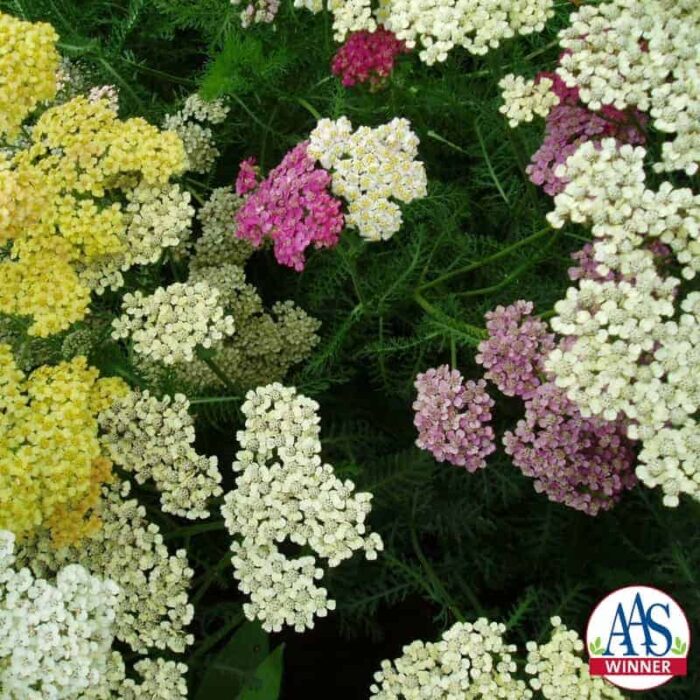 Achillea Summer Pastels F2