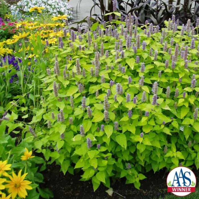 Agastache Golden Jubilee - 2003 AAS Flower Winner This golden-leaved aromatic herb thrives in a full-sun garden or a partial-shade garden location.