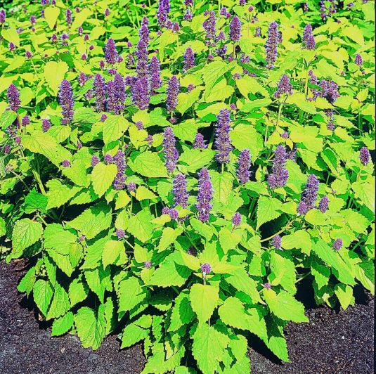 Agastache Golden Jubilee - 2003 AAS Flower Winner This golden-leaved aromatic herb thrives in a full-sun garden or a partial-shade garden location.