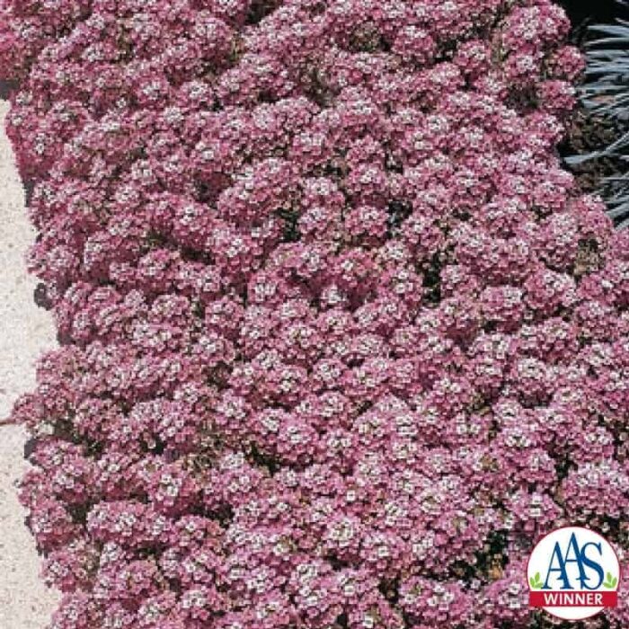 Alyssum Rosie O'Day