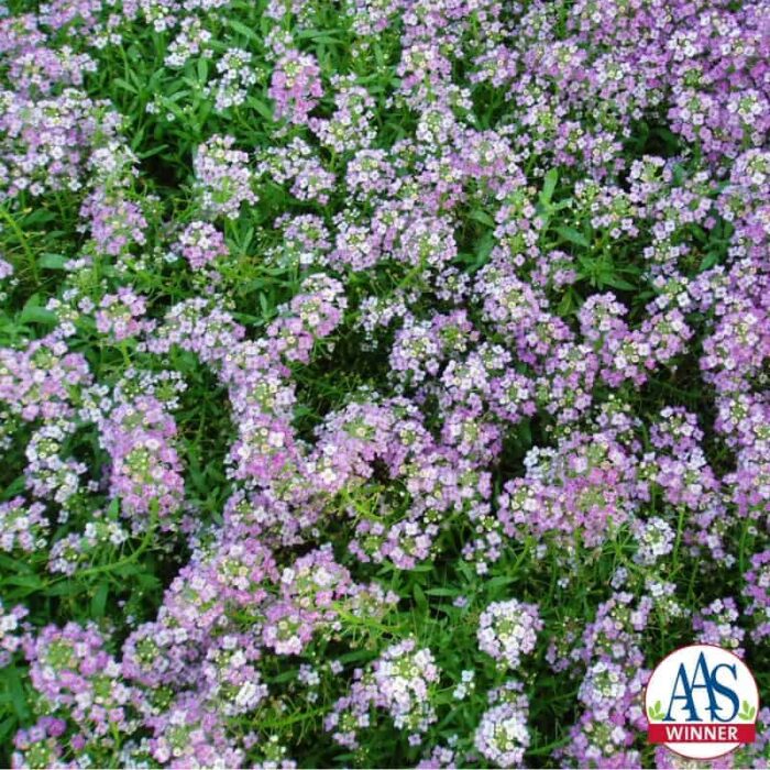 Alyssum Royal Carpet