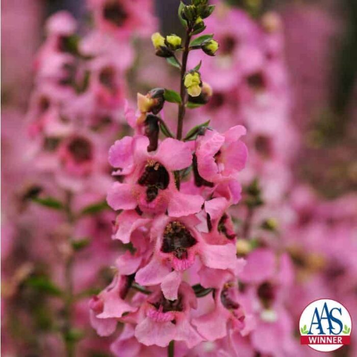 Angelonia Serenita™ Pink F1 2014 AAS Flower Award Winner EASY TO GROW AND MAINTAIN – IDEAL FOR BEGINNER GARDENERS
