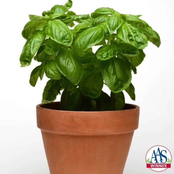Basil Dolce Fresca - 2015 AAS Edible-Vegetable Winner