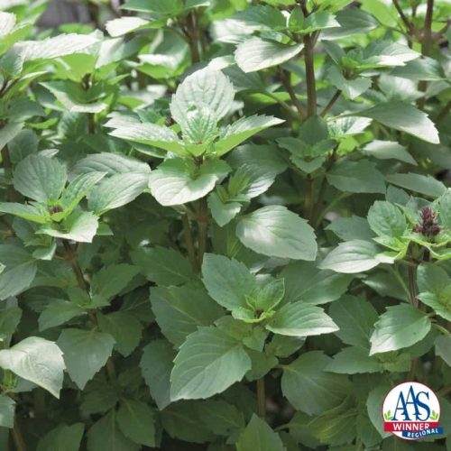 Persian Basil is a large, vigorous plant that is a prolific producer of pleasant tasting leaves for your culinary adventures.