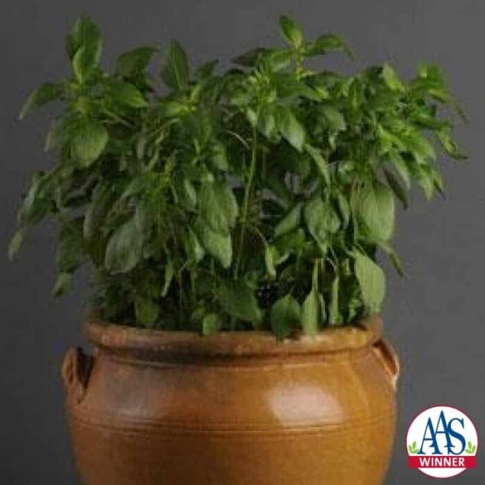 Basil Sweet Dani - 1998 AAS Edible - Vegetable Winner - Greatly improved aromatic herb desirable for culinary and ornamental use.