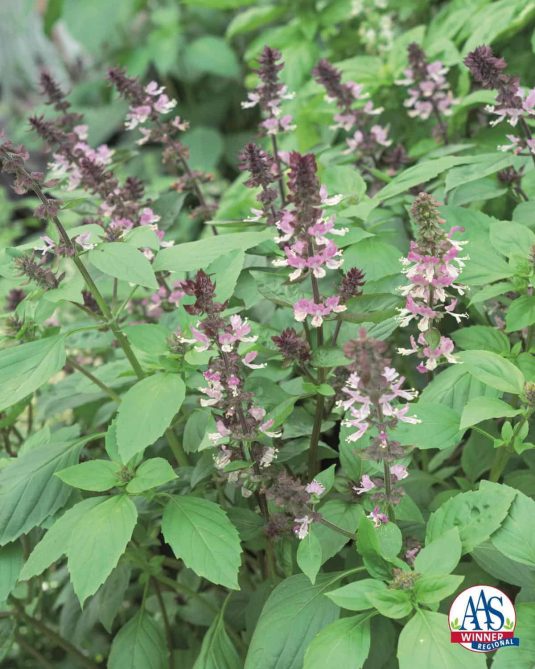 Persian Basil is a large, vigorous plant that is a prolific producer of pleasant tasting leaves for your culinary adventures.