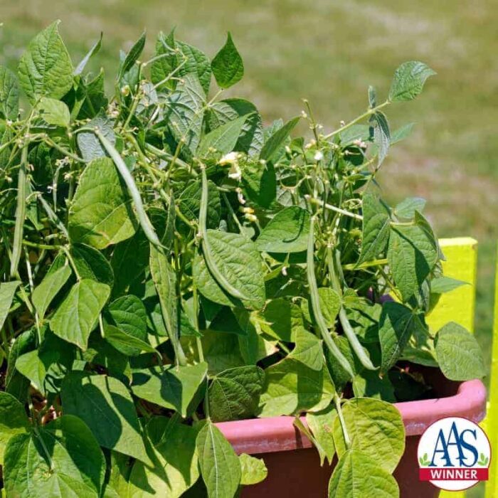 Bean Mascotte 2014 AAS Vegetable Award Winner The first AAS winning bean since 1991, this compact variety is perfect for today’s small-space gardens.