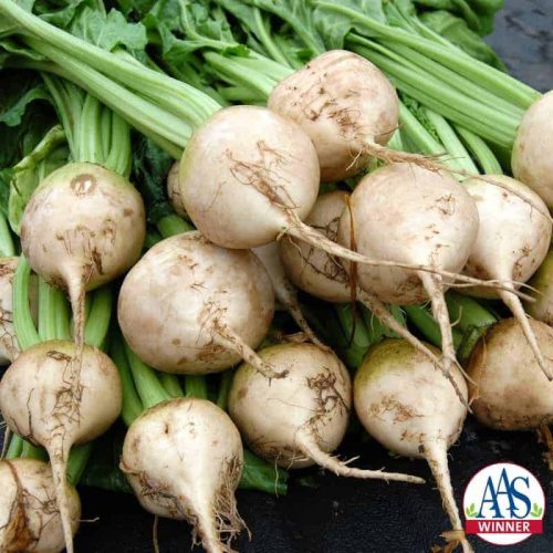 Avalanche Beet exhibits a mild, sweet taste with a uniform root shape and no reddish tinge, making for more attractive produce.