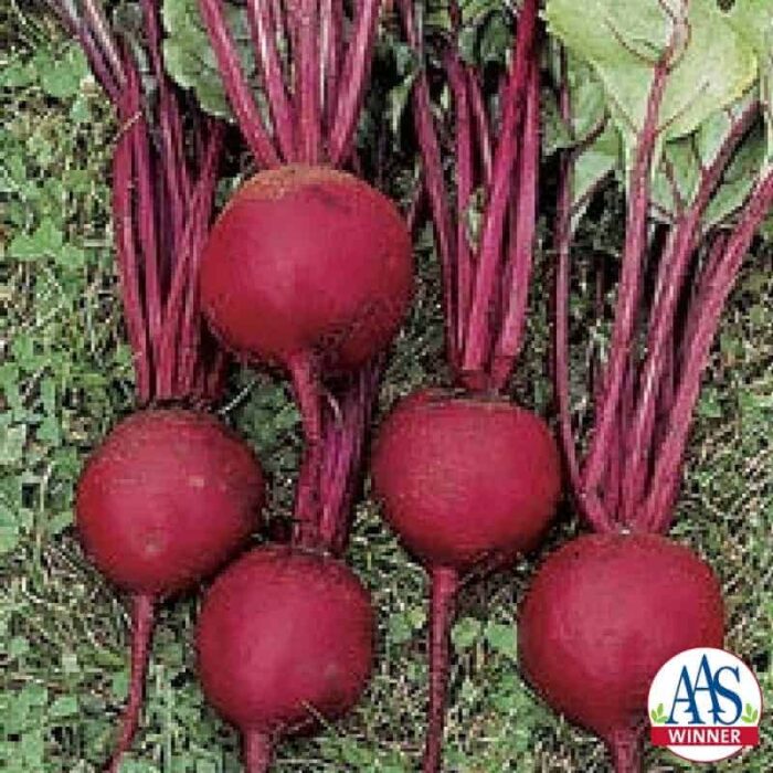 Beet Ruby Queen