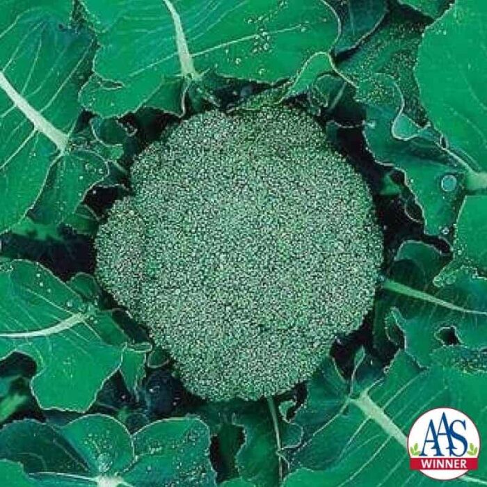 Broccoli Premium Crop