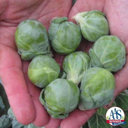 Brussels Sprouts Hestia tolerates much cooler temperatures and the flavor improves deliciously when the temperatures dip into the 30’s.