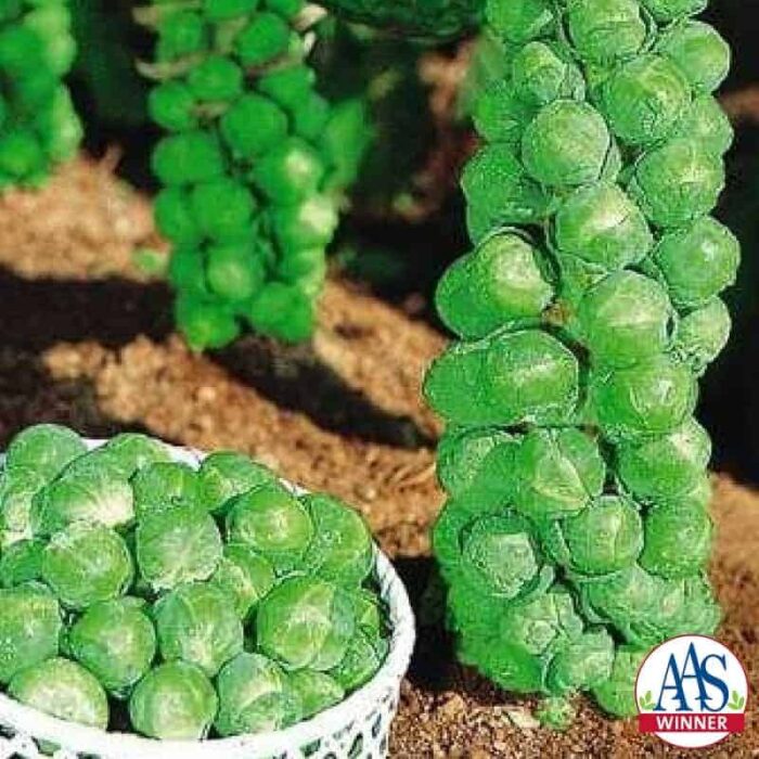Brussels Sprouts Jade Cross