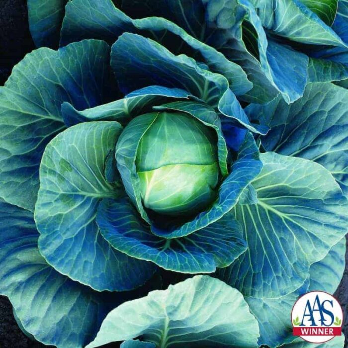 Cabbage Dynamo F1 - 1997 AAS Edible - Vegetable Winner - Small blue-green cabbage the perfect size for one meal at 2 to 2-1/2 pounds.