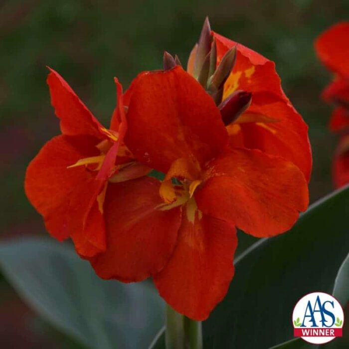 Canna 'South Pacific Scarlet' F1 2013 AAS Flower Award Winner This variety is grown from seed, not tuber.