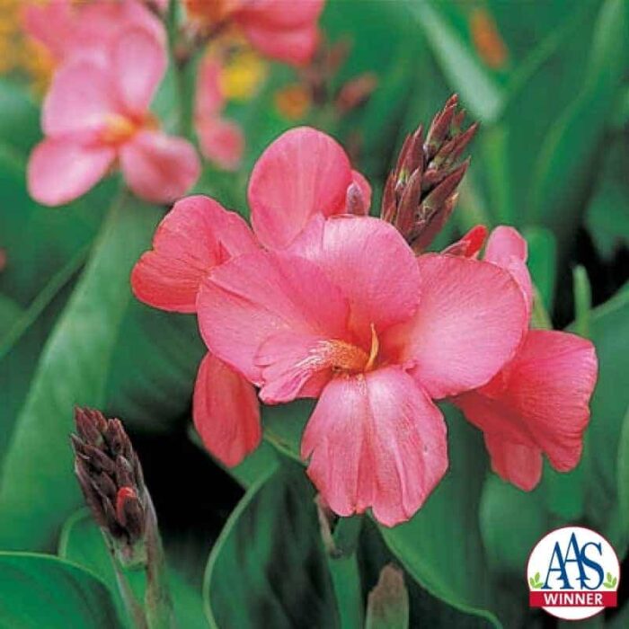 Canna Tropical Rose