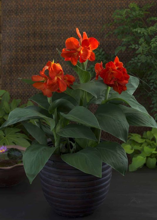 Canna 'South Pacific Scarlet' F1 2013 AAS Flower Award Winner This variety is grown from seed, not tuber.