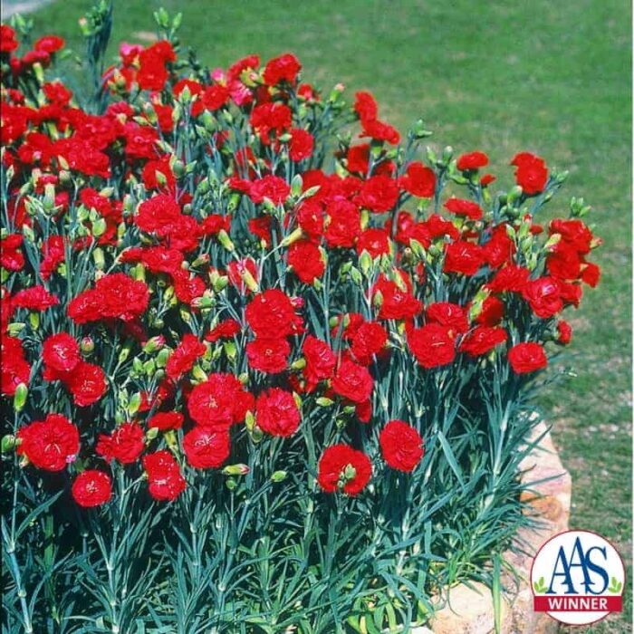 Carnation Can Can Scarlet F1 - 2003 AAS Flower Winner This is one of the most fragrant garden carnations.