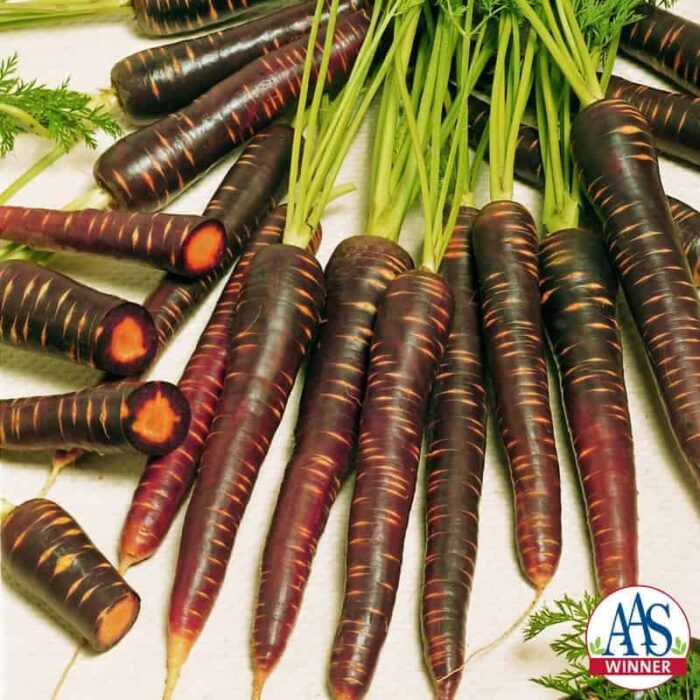 Carrot Purple Haze F1 - 2006 AAS Vegetable Award Winner 'Purple Haze' is the first imperator-shaped purple carrot.