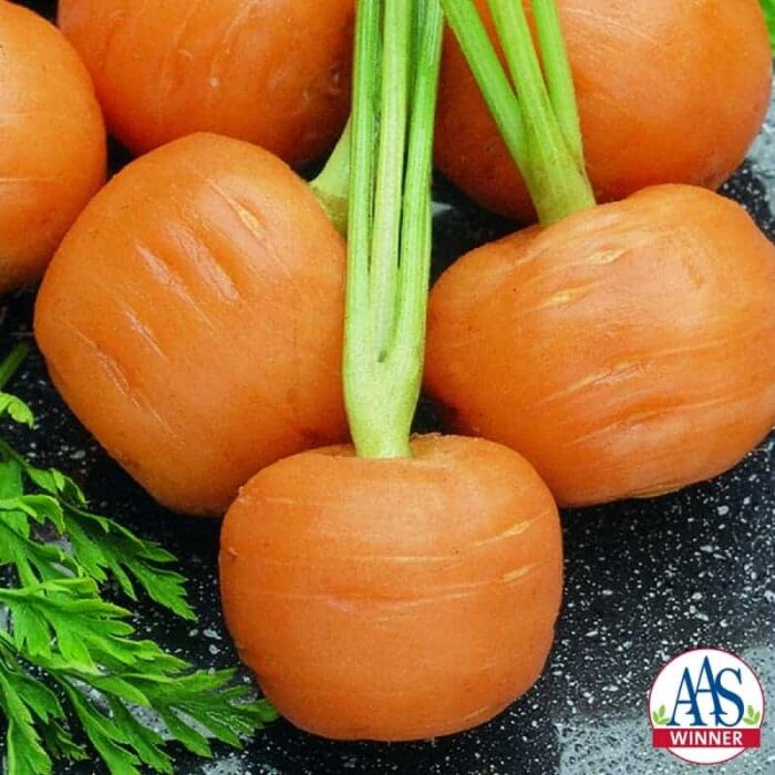 Carrot Thumbelina