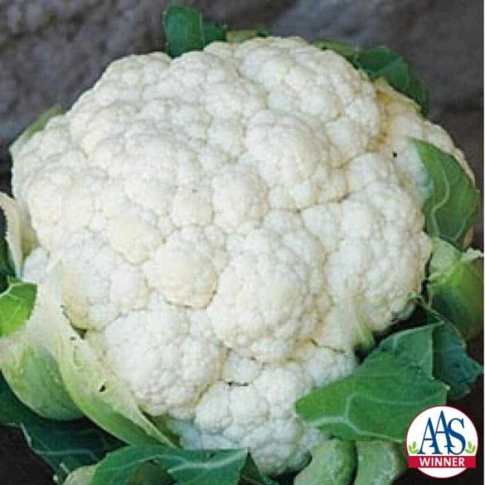 Cauliflower Snow Crown