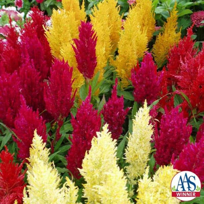 Celosia Century Mixed (plumosa)