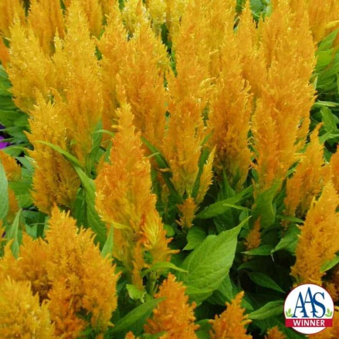 Celosia Fresh Look Yellow- 2004 AAS Flower Winner Fresh Look Yellow offers season-long garden color with minimal care.