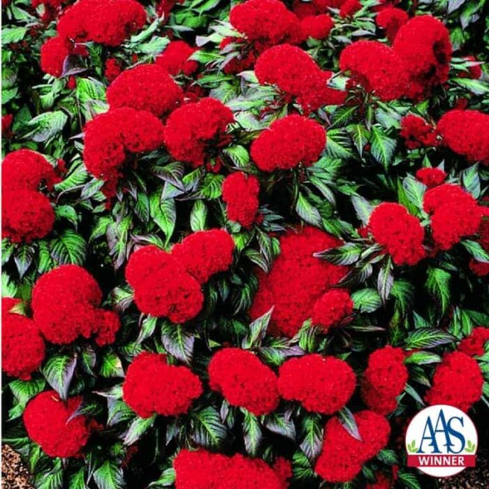 Celosia Prestige Scarlet - 1997 AAS Flower Winner - Deep scarlet combs cover entire plant over a prolonged period.