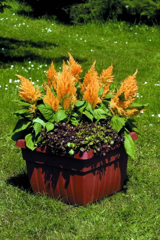 Celosia Fresh Look Gold 2007 AAS Flower Award Winner Correctly named, these plants look as fresh in September as they did when planted in the spring.