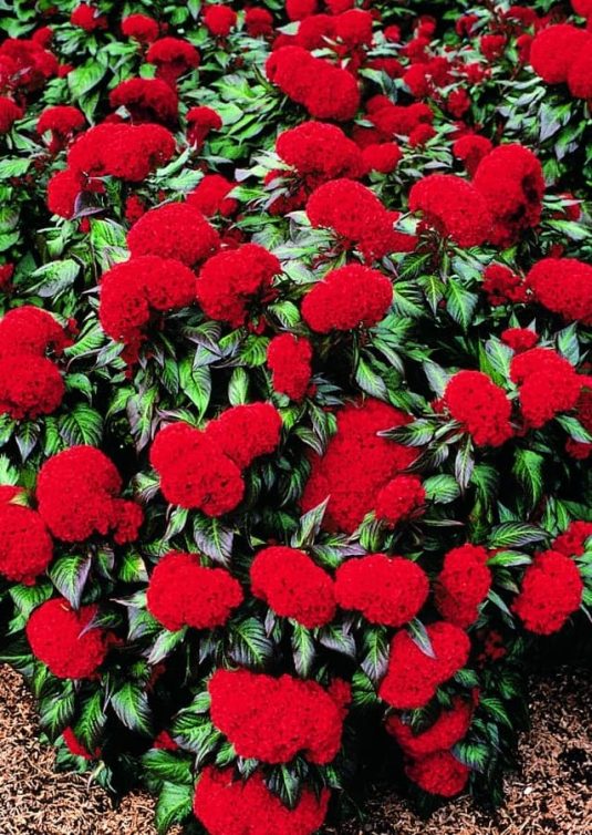 Celosia Prestige Scarlet - 1997 AAS Flower Winner - Deep scarlet combs cover entire plant over a prolonged period.