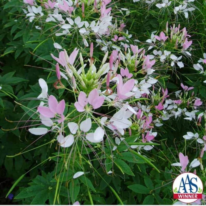 Cleome Sparkler Blush F1 - 2002 AAS Flower Winner 'Sparkler Blush' flowers freely all season.