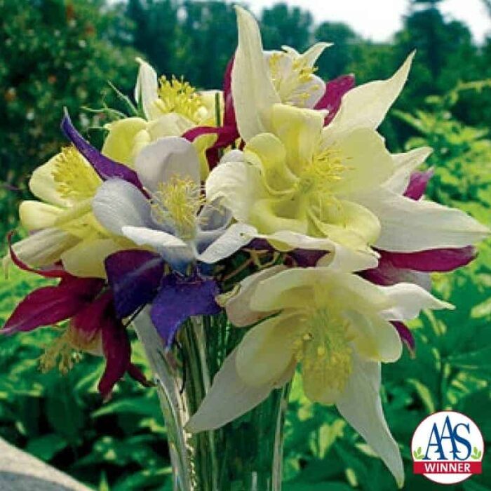 Columbine McKana Giant