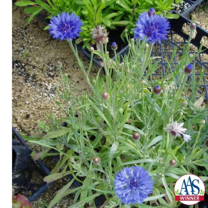 Cornflower Jubilee Gem