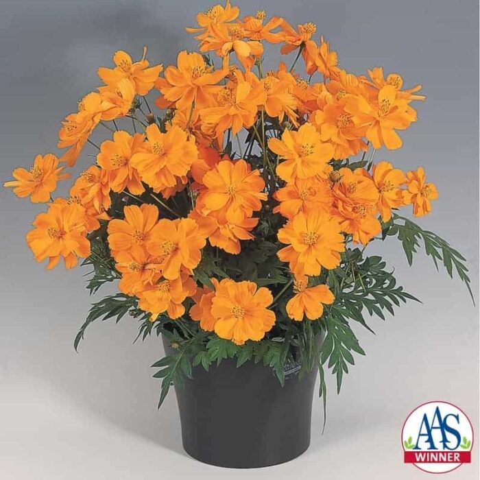 Cosmos Cosmic Orange