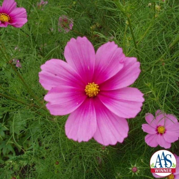Cosmos Radiance