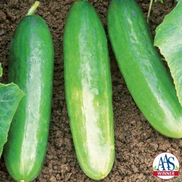 Cucumber Diva - 2002 AAS Edible - Vegetable Winner - Sweet flavor and high yield describe the improved qualities of Diva